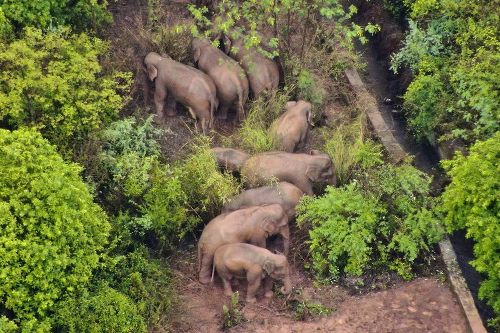 Animaux : les deux-tiers de l'habitat des éléphants d'Asie