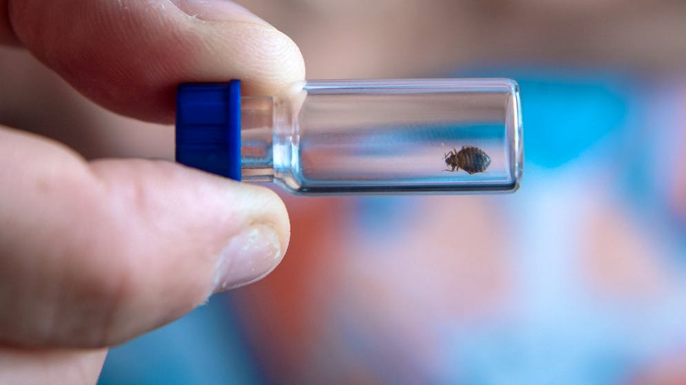 Bettwanzen-Erfahrungsbericht. «Das wünschst du nicht mal deinem schlimmsten Feind»