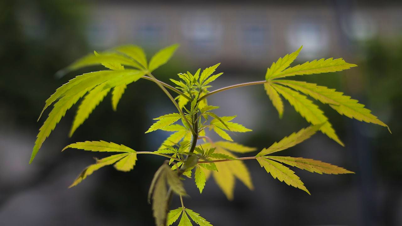 Drogen. Projekte für Cannabis-Legalisierung und -Regulierung können starten