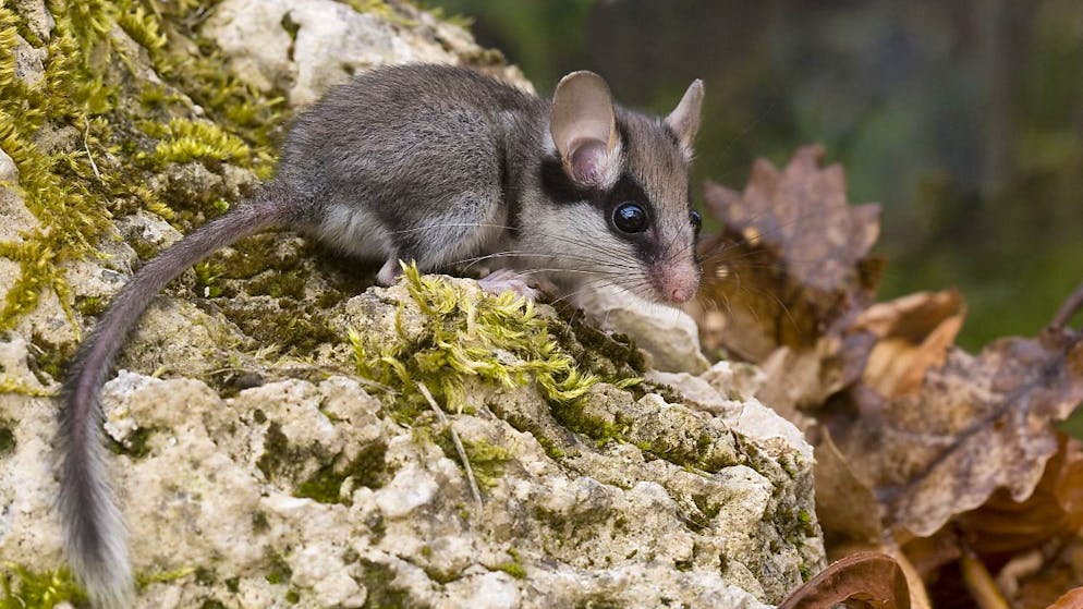 Maske, Schwanzquaste, grosse Ohren: Der Gartenschläfer ist laut Pro Natura unverwechselbar.