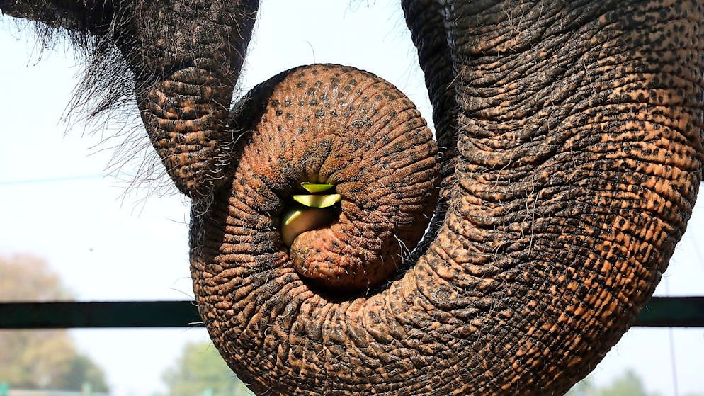 Moins d'une centaine d'éléphants vivent encore au Bangladesh, où la réduction de leurs zones d'habitat et de l'accès à la nourriture provoque des conflits croissants avec les humains.