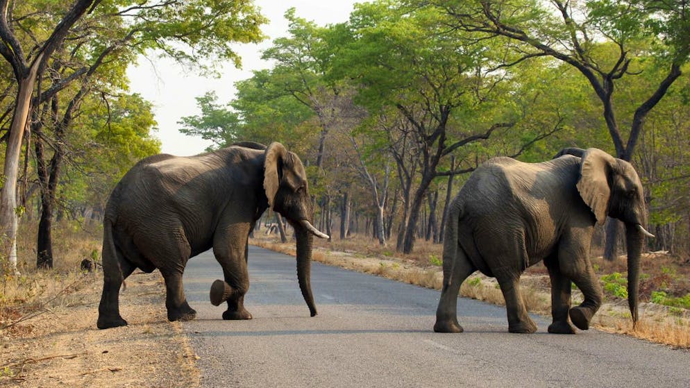 Dans les zones rurales toujours plus peuplées au Zimbabwe, 40 personnes ont été tuées par des animaux sauvages au cours des trois premiers trimestres de 2021 (photo symbolique).