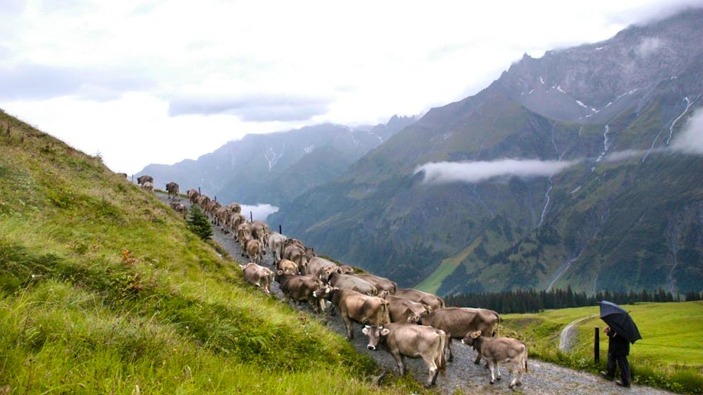 Per l'Unione svizzera dei contadini (USC), l'iniziativa sull'allevamento intensivo è inutile