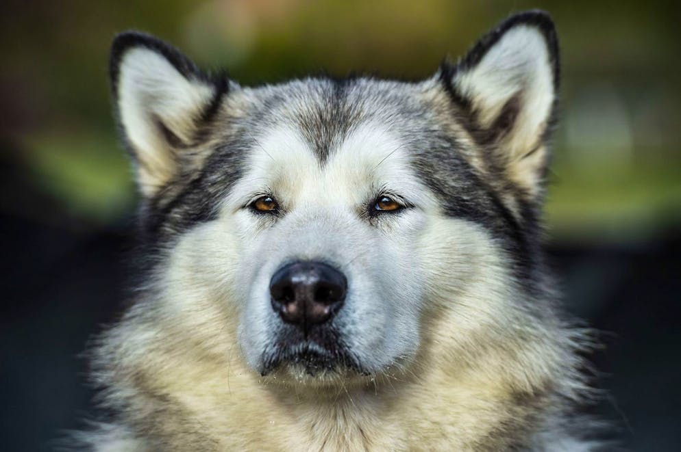 Le chien était un Malamute de l'Alaska âgé de huit mois. (photo d'illustration).