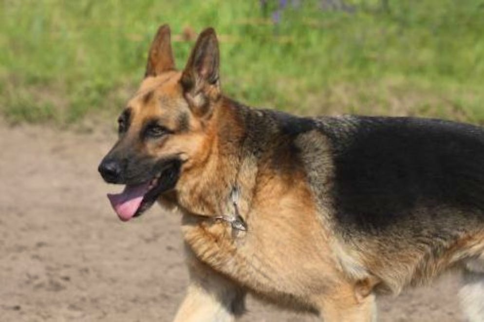Chien, Berger Allemand. (Photo by Werner LAYER/Gamma-Rapho via Getty Images)