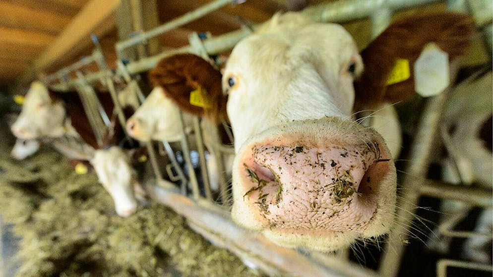 Malgré les protestations, les 235 bêtes d'une exploitation laitière de Saint-Laurent, en Haute-Savoie, ont été abattues mardi et mercredi (image d'illustration).