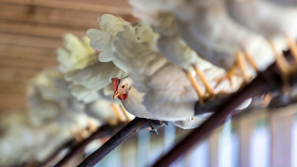 Les poules continuent de gagner du terrain chez les agriculteurs suisses (archives).
