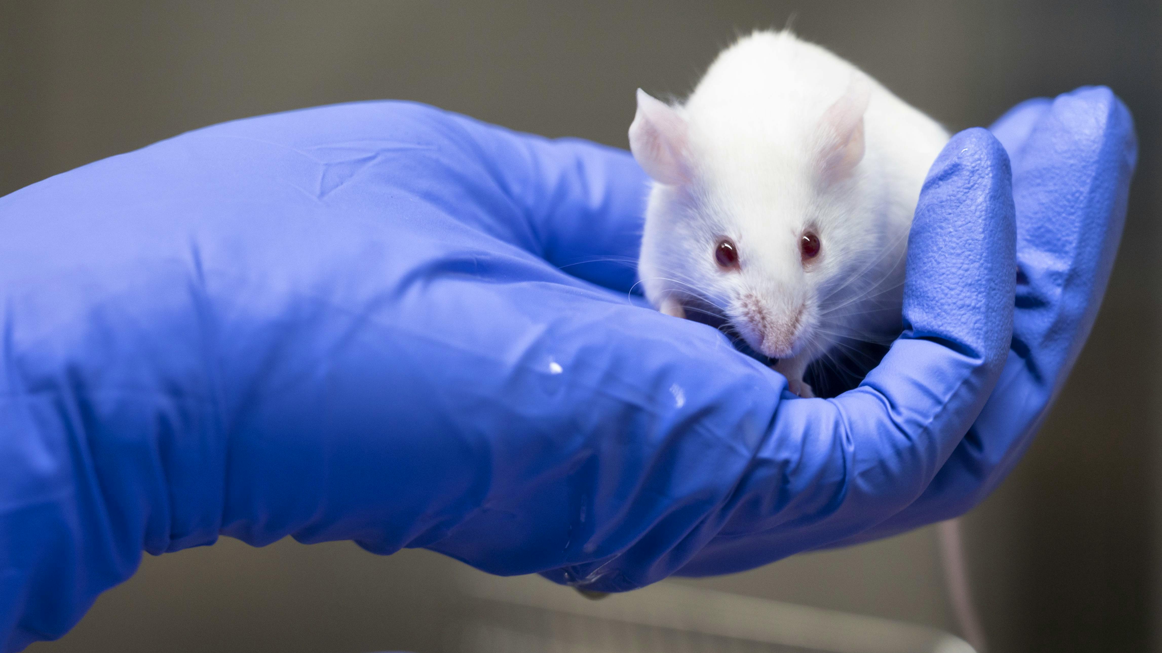 In Schweizer Laboren werden vor allem Mäuse eingesetzt.&nbsp;