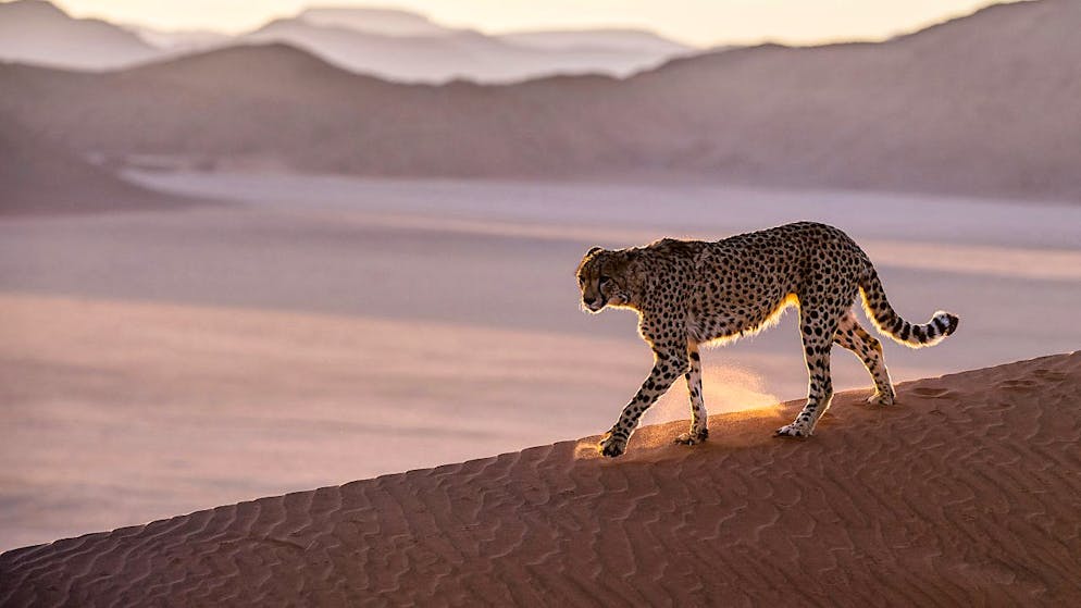Si l'on en trouve encore en nombre dans certaines zones d'Afrique australe, ces grands félins ont pratiquement disparu d'Afrique du Nord et d'Asie (archives).