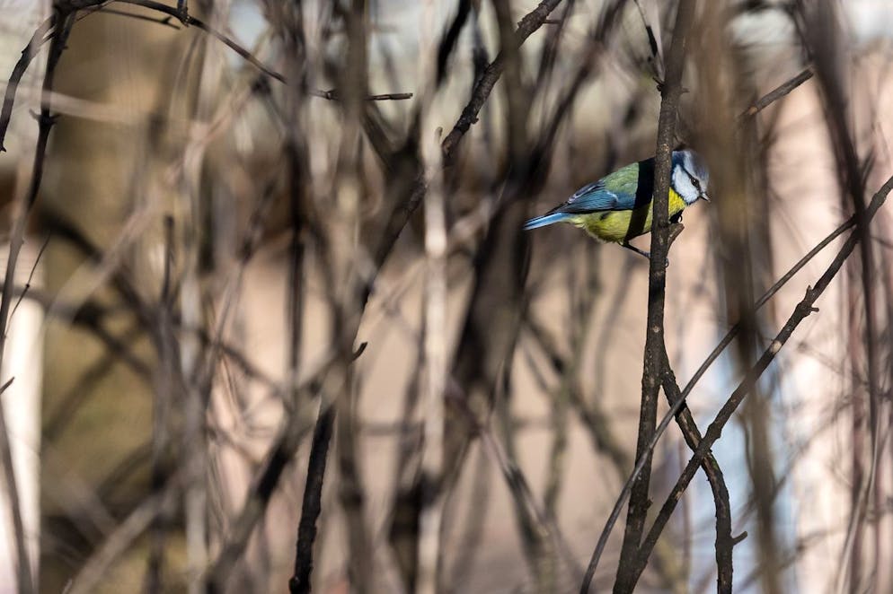 Plusieurs espèces de mésanges -ici la mésange bleue- sont revenues après avoir brillé par leur absence l'an dernier. (archives)