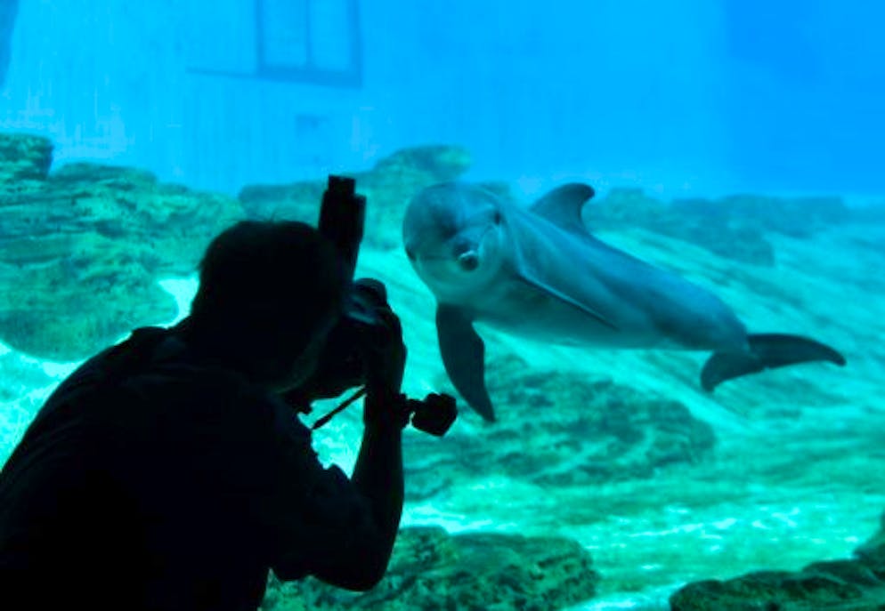 Un visiteur photographie un dauphin dans un aquarium de Singapour
