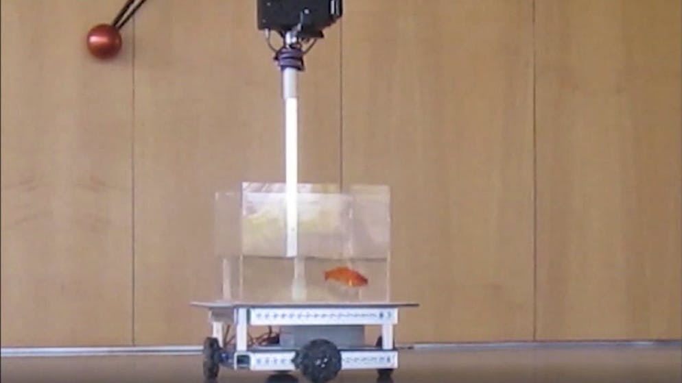 Après quelques jours, le poisson rouge dans son véhicule a réussi à atteindre la cible sans s'égarer, "peu importe son point de départ", selon cette étude.