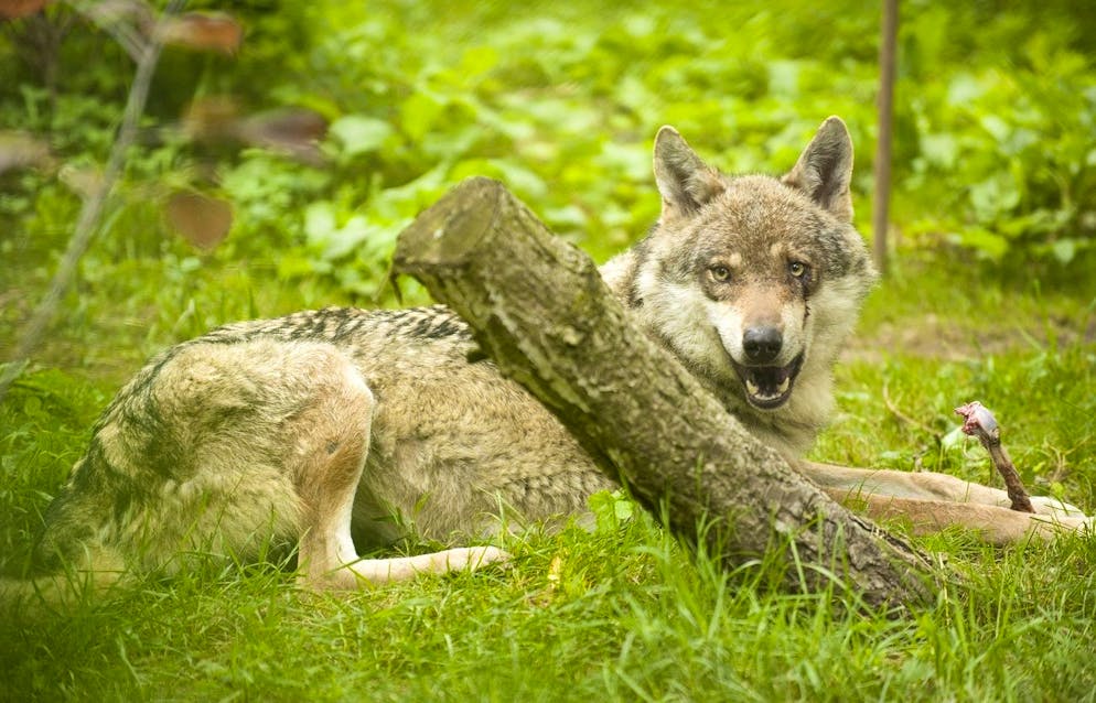 Entre fin novembre et mi-décembre, deux loups ont succombé à un accident de la circulation en Valais. (image d'illustration)