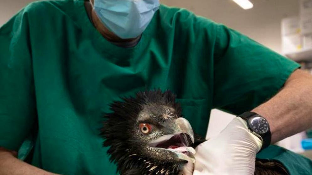 Le vétérinaire Martin Wehrle examine la femelle gypaète Donna Elvira au parc animalier de Gossau (SZ). Elle s'est blessée en entrant en collision avec un câble de transport dans le canton d'Obwald.