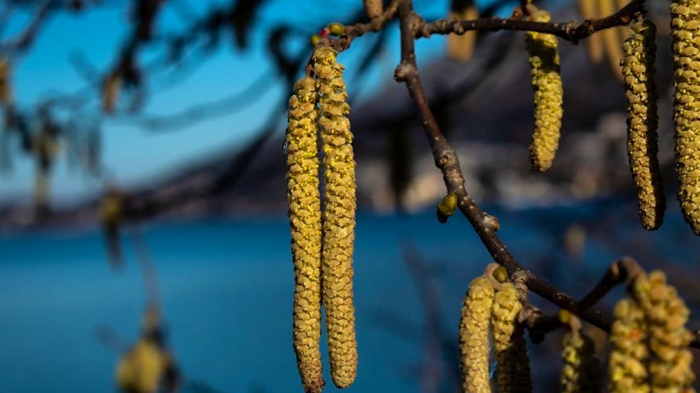 Le pollen de noisetier pourrait faire son apparition en plaine dans les prochains jours.