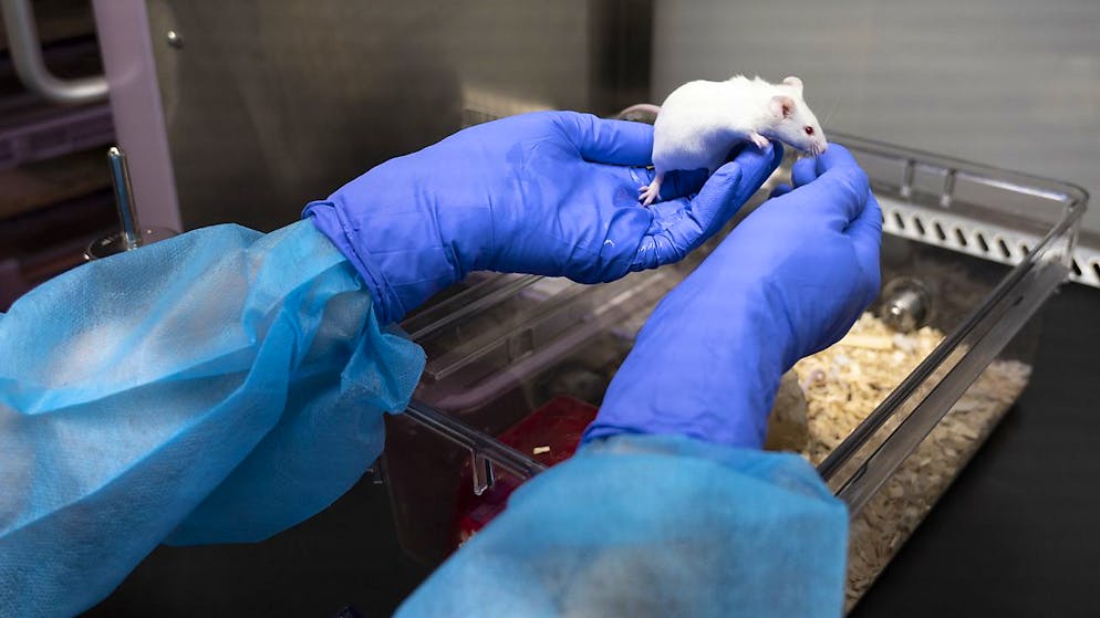 In Svizzera le leggi che regolano la sperimentazione sugli animali sono severissime.