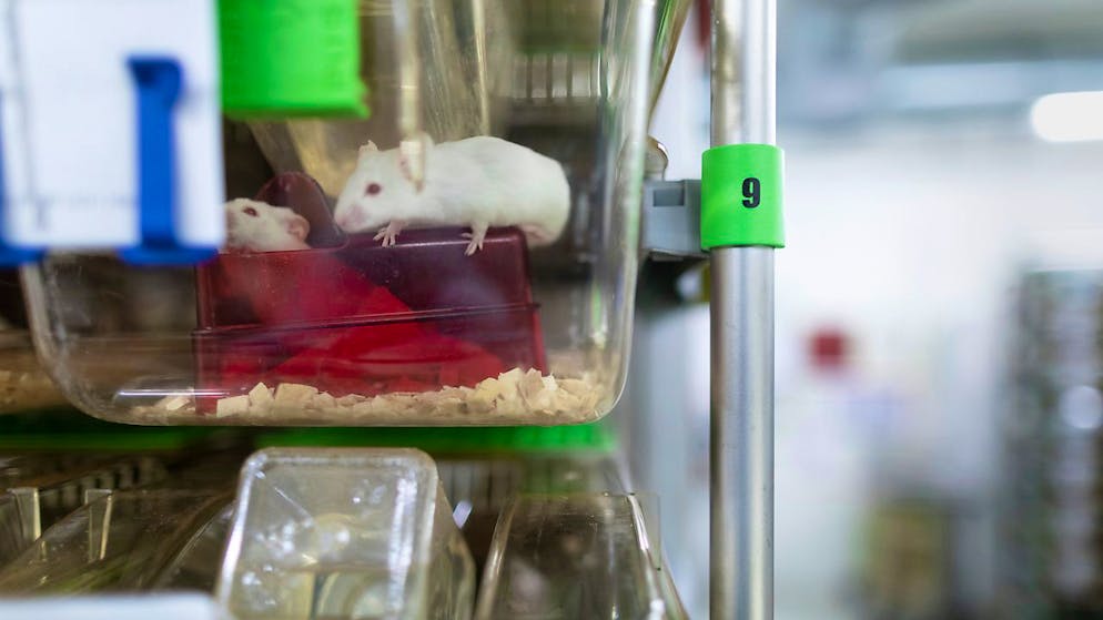 L'acceptation de l'initiative sur l'expérimentation animale serait un frein au progrès, à l'innovation et à la formation, selon des institutions de recherche (archives).