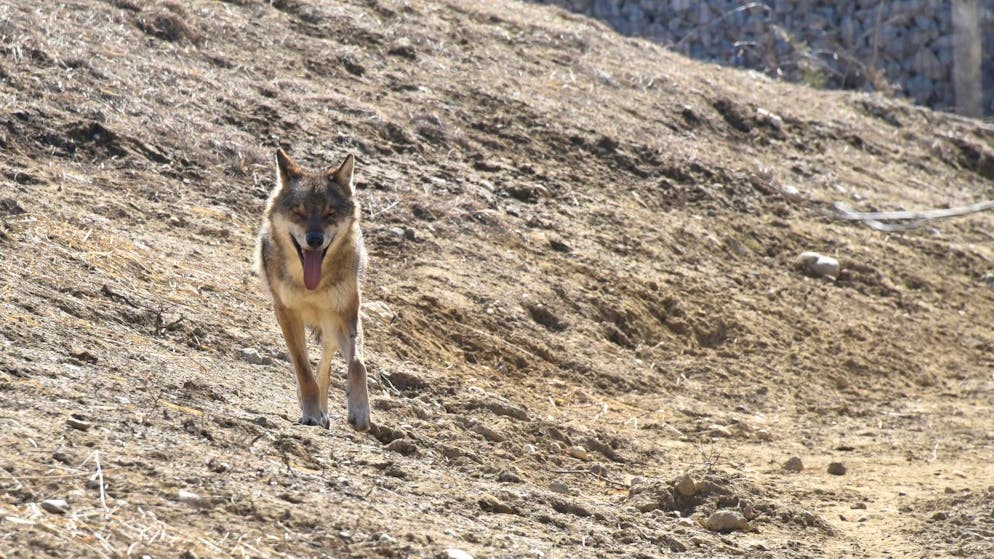 Les gardes-faune fribourgeois ont prélevé plusieurs échantillons génétiques pour permettre de déterminer l’espèce et l’individu (archives).