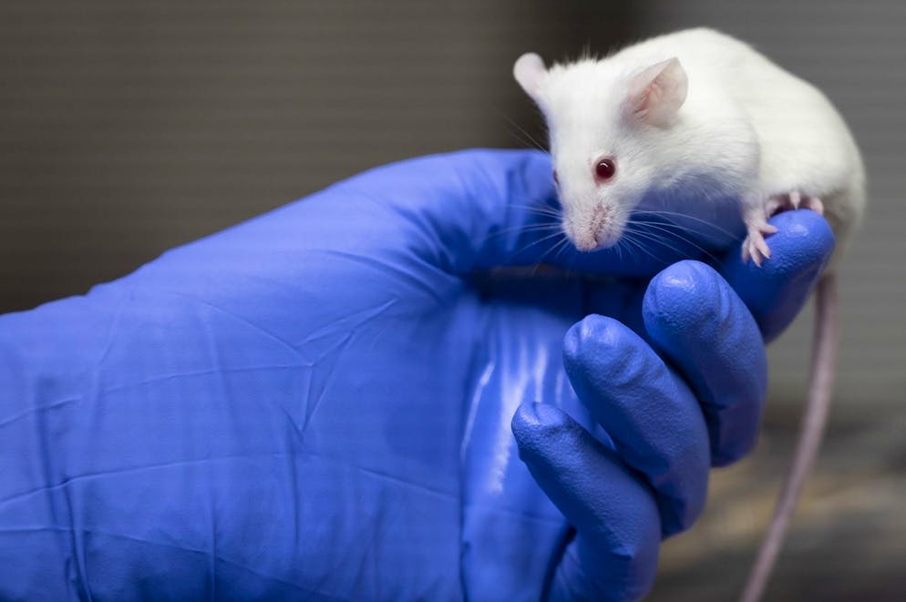 Un technicien montre une souris de laboratoire dans une animalerie d'un centre de recherche sur le cancer ce mardi 9 mars 2021 a Lausanne. Durant la session parlementaire du printemps 2021, l'initiative