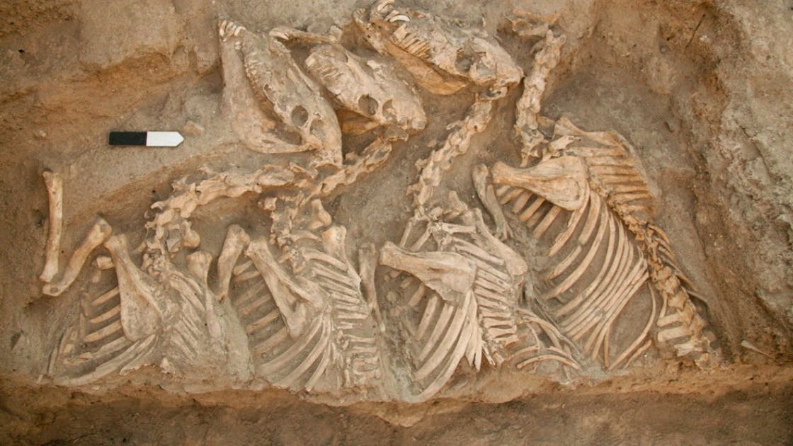 Special donkeys bred 4500 years ago thumbnail