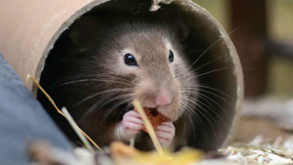 Vor Augen der Kinder. Mutter wird von Hamster gebissen und stirbt