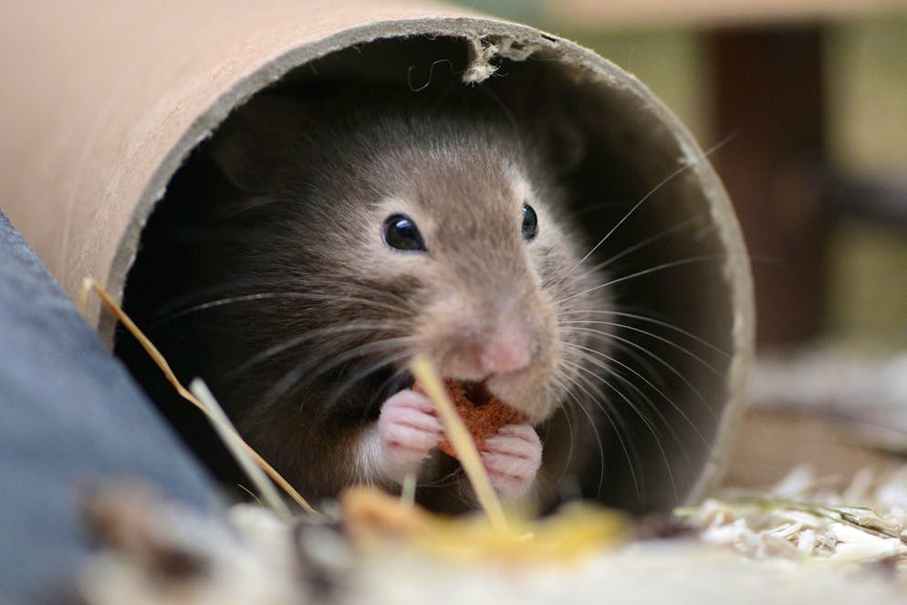 Die Frau stirbt nach einem Hamsterbiss. (Themenbild)