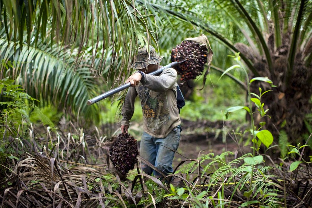 In this photo taken Wednesday Feb. 1, 2012, Felipe de Jesus, 20, hauls bunches of fruit from the African oil palm at a plantation in Sayaxche, Guatemala. The Central American country is one of the most efficient at producing palm oil; a key ingredient in half of all packaged foods. And according to National Institute for Agrarian and Rural Studies, the area given over to palm plantations to produce agrofuel increased by 146% between 2005 and 2010. (AP Photo/Rodrigo Abd)