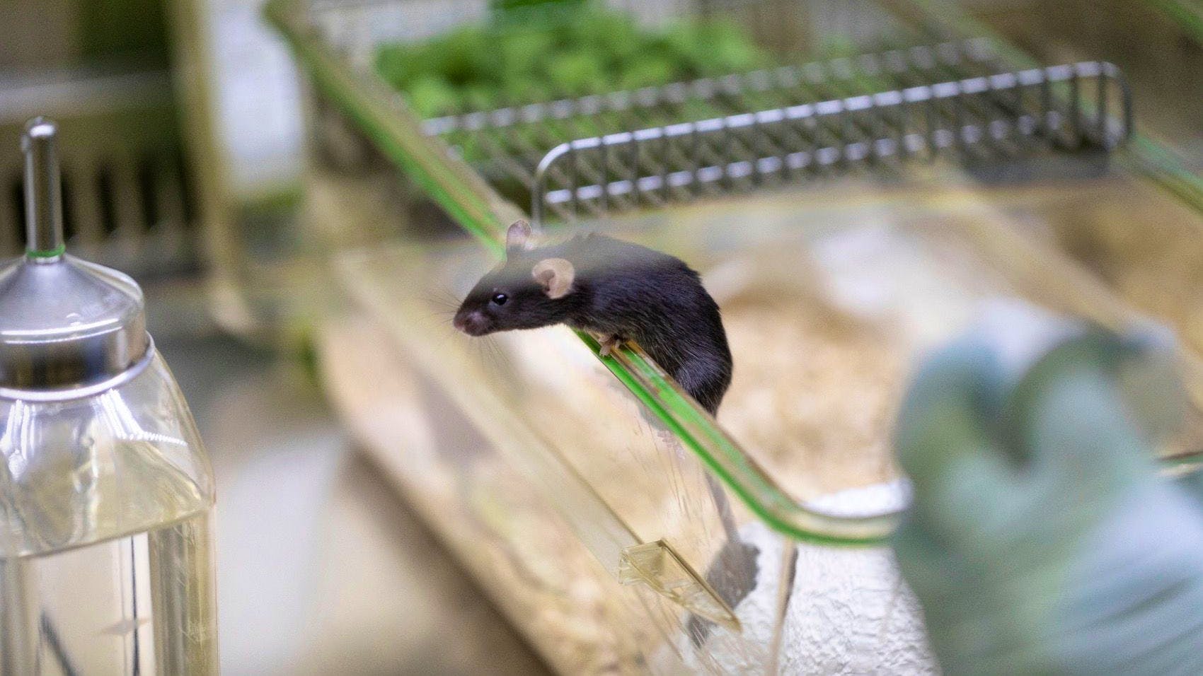 Mäuse kommen in Schweizer Labors weiterhin zum Einsatz. (Archivbild)