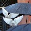 Two white  doves ascend between  umbrellas in front of the town hall in Frankfurt, Germany, Monday, Oct. 2, 2017. The pigeons come from a wedding couple and fly back to their owner in a nearby small city. (AP Photo/Michael Probst)