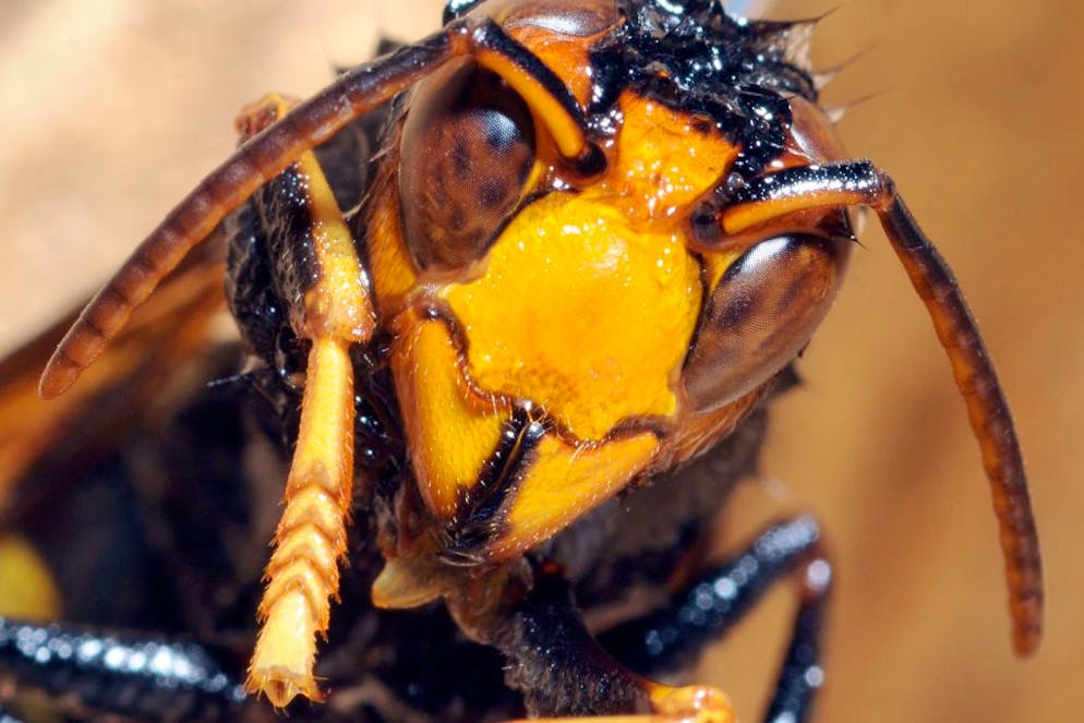 Tête de frelon à pattes jaunes (Vespa velutina) ou frelon asiatique dans un arbre, 31 aout 2009, Lot-et-Garonne, France. (Photo by Herve MASCOT/Gamma-Rapho via Getty Images)