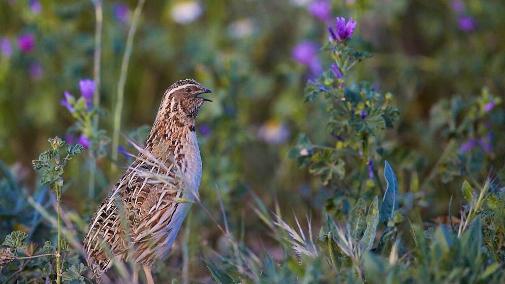 Bisher galt die Wachtel noch als nicht gefährdet, mittlerweile muss der Charaktervogel des extensiv bewirtschafteten Kulturlands als verletzlich eingestuft werden, da die Intensivierung der Landwirtschaft voranschreitet.