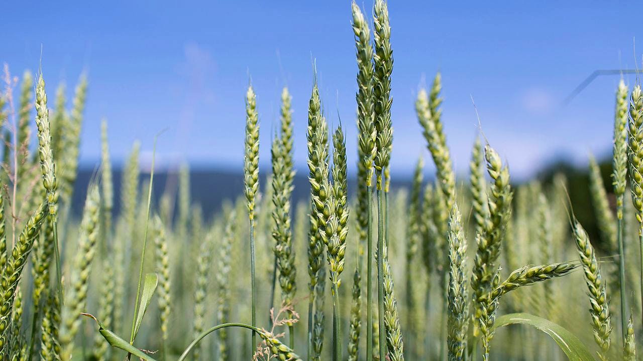 Nahrungsmittel. Ausfall von Getreide aus der Ukraine träfe vor allem Afrika