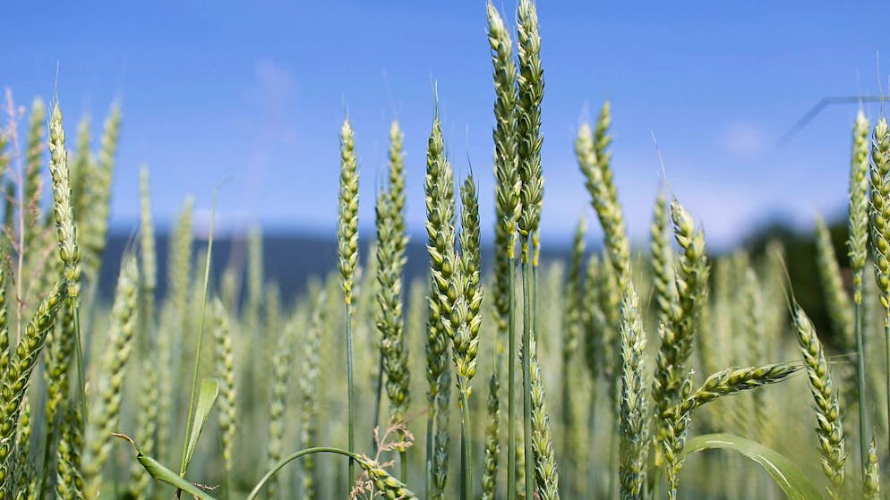 Wenn die Ukraine als achtgrösster Weizenproduzent der Welt nicht mehr liefern könnte, hätte das vor allem für Länder auf dem afrikanischen Kontinent verheerende Folgen. (Symbolbild)