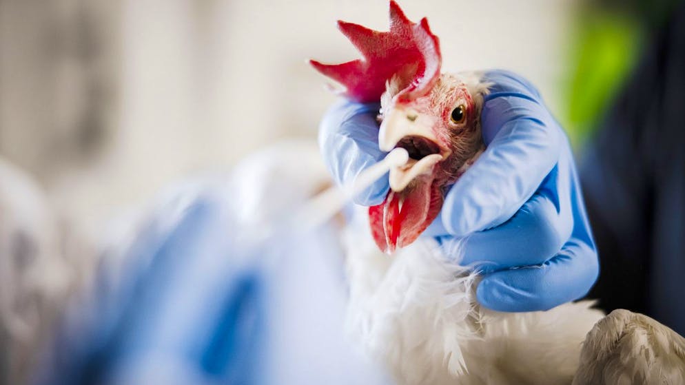 Werner Widmer, Amtlicher Tierarzt Kanton Aargau, demonstriert wie er eine Probe fuer einen PCR-Test bei einem Huhn nimmt, am Donnerstag, 9. Dezember 2021 in Wegenstetten. Nach Ausbruch einer hochansteckenden Variante der Vogelgrippe (Aviaeren Influenza) in Huentwangen, fuehren die Veterinaerdienste der Kantone Aargau, Zuerich und Schaffhausen Untersuchungen zum Seuchenstatus des Gefluegels durch. (KEYSTONE/Michael Buholzer)