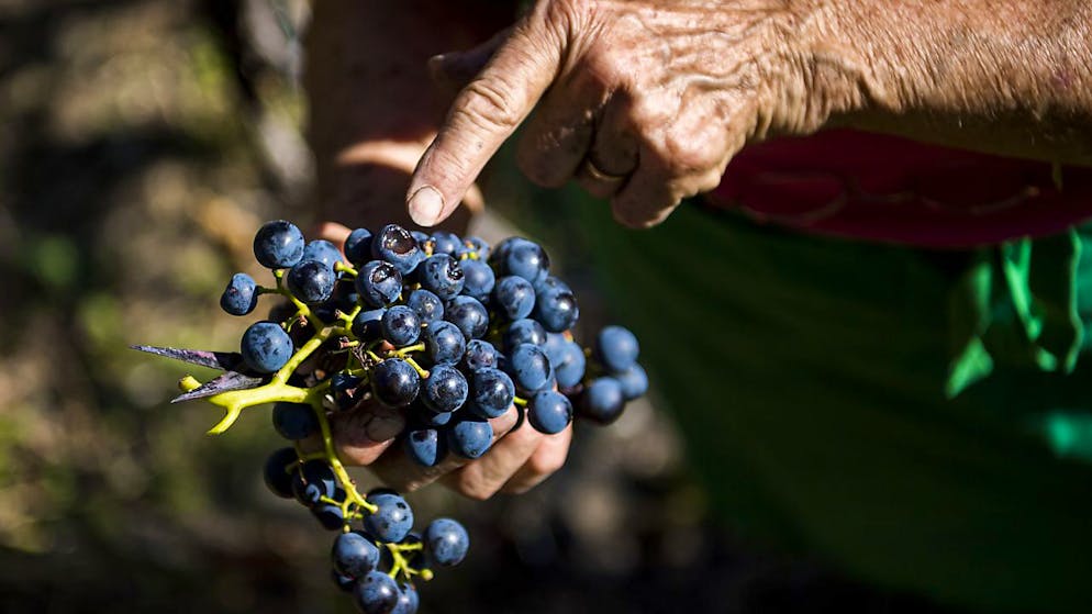 Vendemmia. Nei Grigioni raccolta meno uva nel 2023