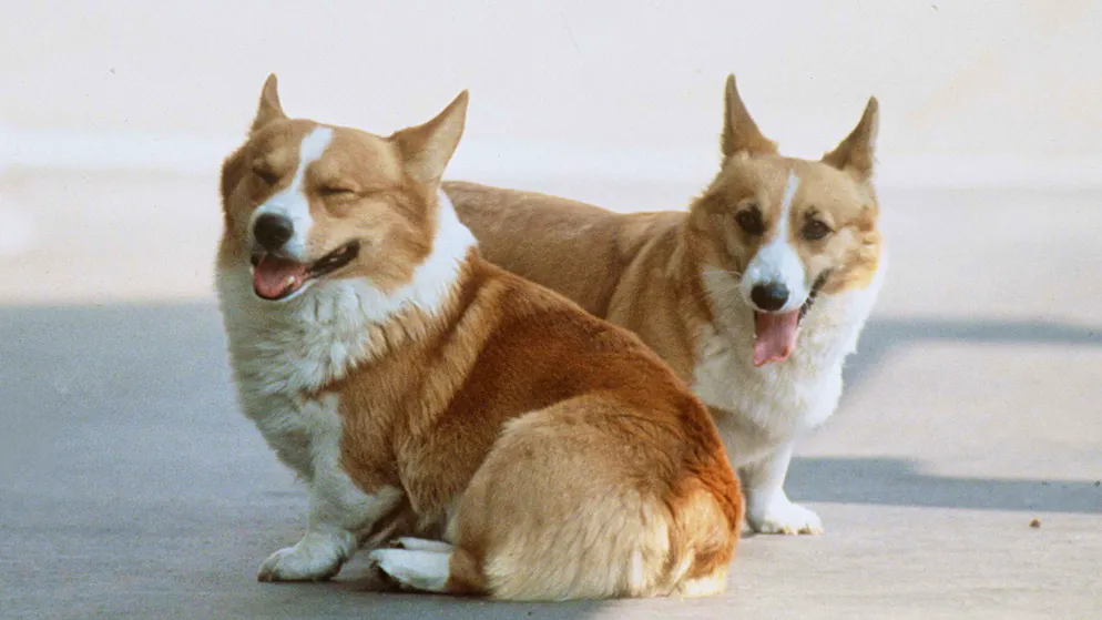 Königin Elizabeth II. ist tot — Ihr bewegtes Leben in Bildern. Welsh Corgis sind Wachhunde und werden als wachsam, aktiv, intelligent, ausgeglichen und selbstbewusst charakterisiert. Sie werden bis zu 13 Jahre alt. Diese zwei Fellnasen wurden im Clarence House 2004 aufgenommen, 50 Jahre das Zuhause von Queen Elizabeth II.