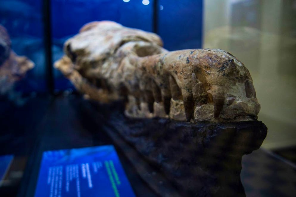 The fossil remains of a Basilosaurus' skull found in Ocucaje, Peru, are displayed by paleontologists at a museum in Lima, on March 17, 2022. (Photo by ERNESTO BENAVIDES / AFP) (Photo by ERNESTO BENAVIDES/AFP via Getty Images)