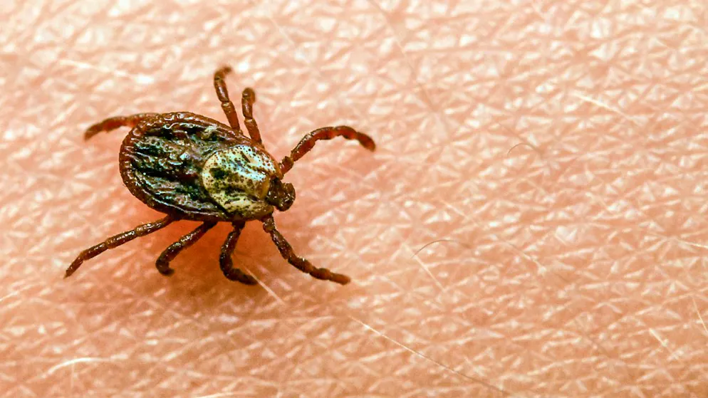 Les tiques peuvent transmettre des maladies infectieuses, notamment la borréliose et la méningo-encéphalite verno-estivale (archives).