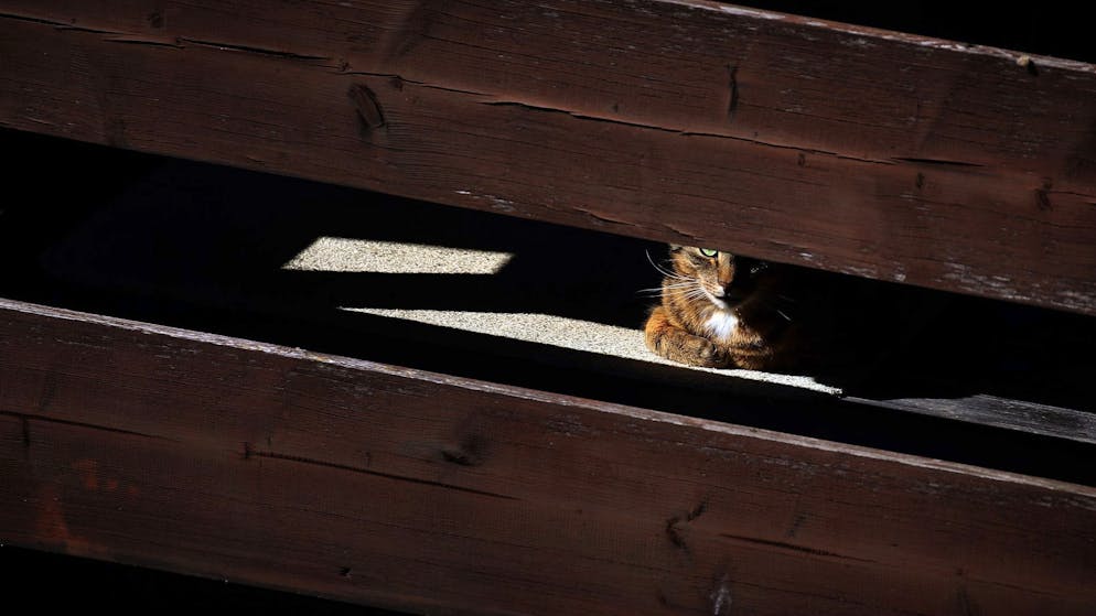 Katzen suchen sich bei grosser Hitze gern ein schattiges Plätzchen.