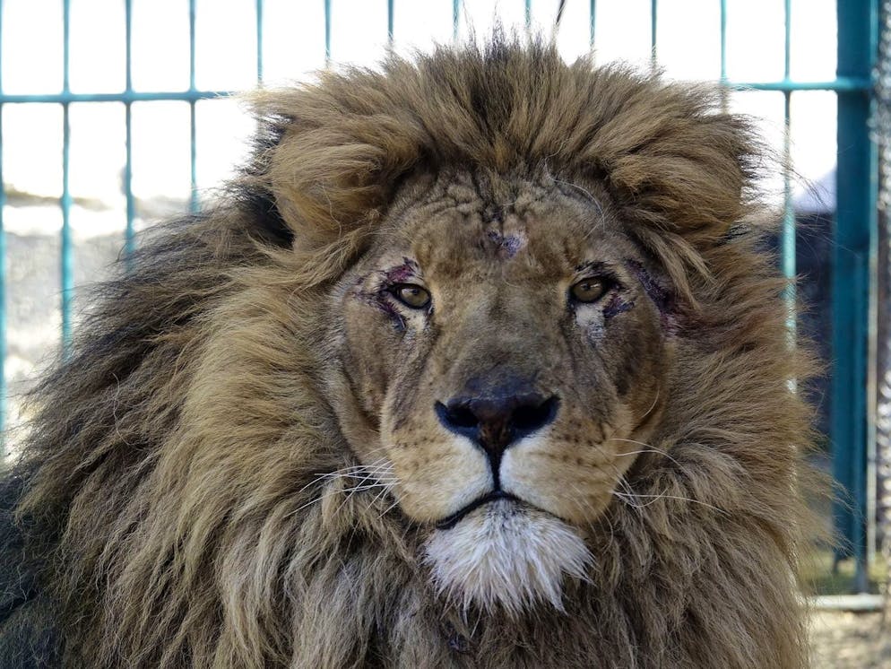 Adult male lion named Simba sits inside a cell at a zoo in Radauti, about 30 kilometers (18 miles) south of Romania's northern Siret border on Wednesday, March 23, 2022.The lion and a wolf wolf named Akyla, have been evacuated from a zoo in war-torn Ukraine to safety in Romania in what an animal rights group says was a four-day mission