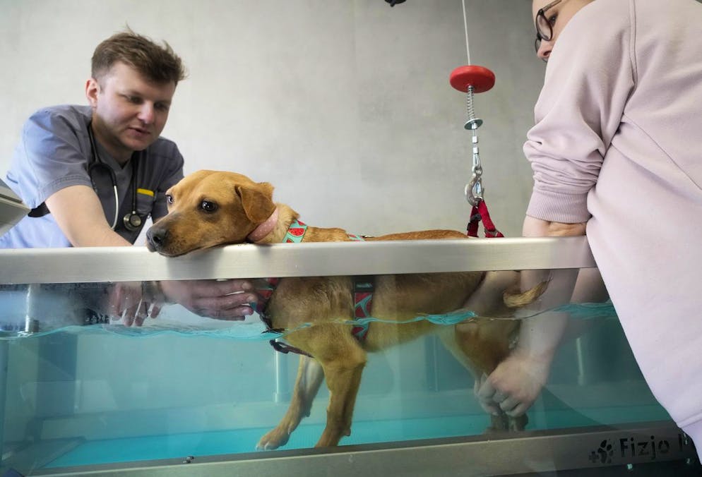 Veterinary doctor Jakob Kotowicz, left, and his assistant treat a broken leg of a dog in a water bath at the ADA foundation centre in Przemysl, southeastern Poland, Monday, March 28, 2022. Amid the exodus of more than 2.2 million Ukrainian refugees to Poland who fled the Russian invasion are the pet lovers who could not leave their animals behind. The evacuation of the animals was dangerous but was made possible due to the efforts and cooperation of several animal rights groups and Ukrainian refugees. (AP Photo/Sergei Grits)