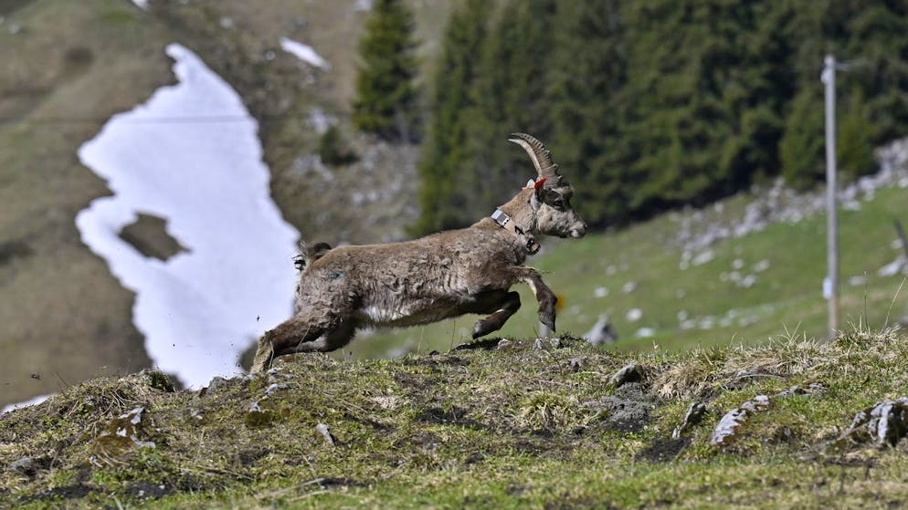 Ein Steinbock wird / Zwei Steinbocke werden im Rahmen eines Wiederansiedlungsprojektes am Montag, 2. Mai 2022, am Stockhorn oberhalb von Erlenbach ausgewildert. Die beiden heute ausgewilderten Tieren gesellen sich zu den vier bereits vor einigen Tagen ausgesetzten Artgenossen, womit die Steinbockkolonie am Stockhorn im Berner Oberland sechs Exemplare umfassen wird. (KEYSTONE/Peter Schneider)