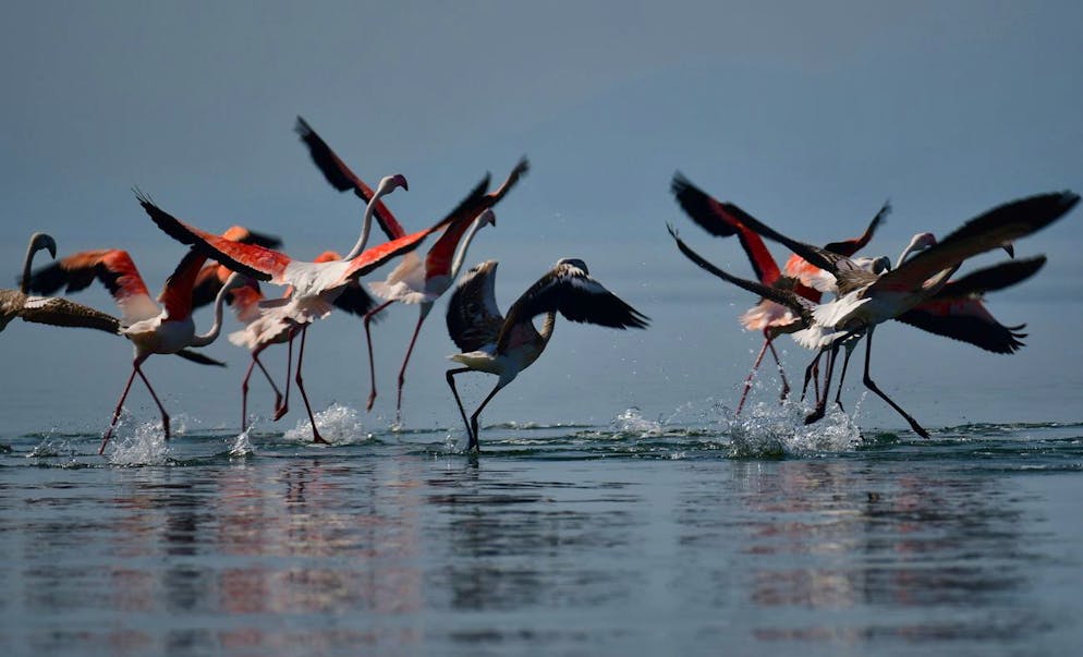 epa09407997 More than 50 flamingos appeared in the Nafplio - Nea Kios wetland in Argolida, Greece, 10 August 2021. The autumn migration of birds is in progress. The beautiful birds essentially made a