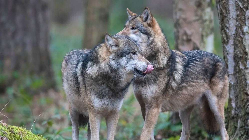 In Graubünden haben Wölfe zum zweiten Mal innerhalb weniger Tage eine Mutterkuh angegriffen. (Themenbild)