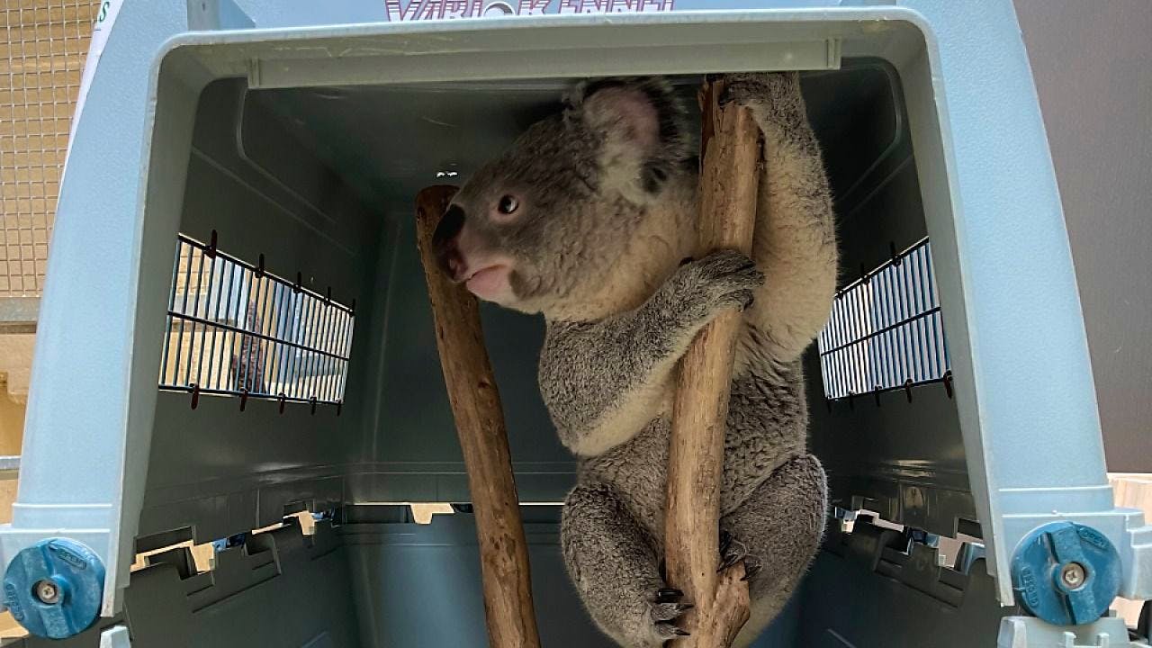 Tierwelt. Koala-Männchen «Tarni» zieht im Zoo Zürich ein