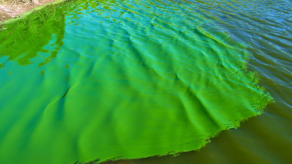 Fragen und Antworten. So gefährlich sind Blaualgen wirklich