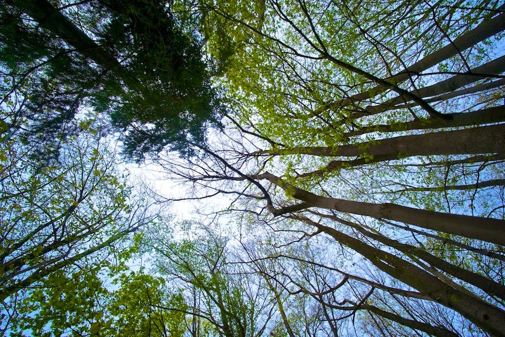 Immagine illustrativa