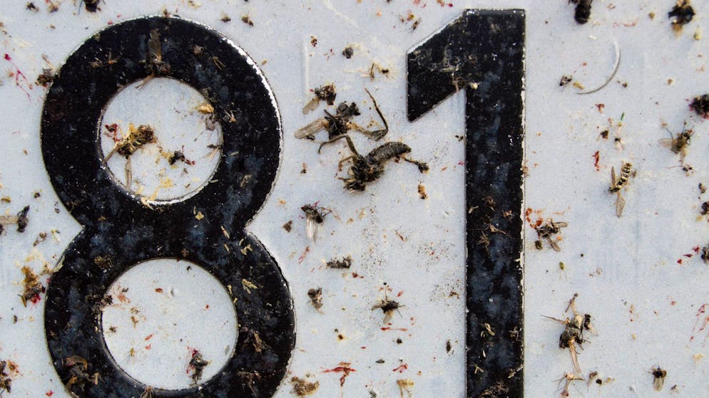 Clevere Messmethode. Autonummern belegen riesiges Insektensterben