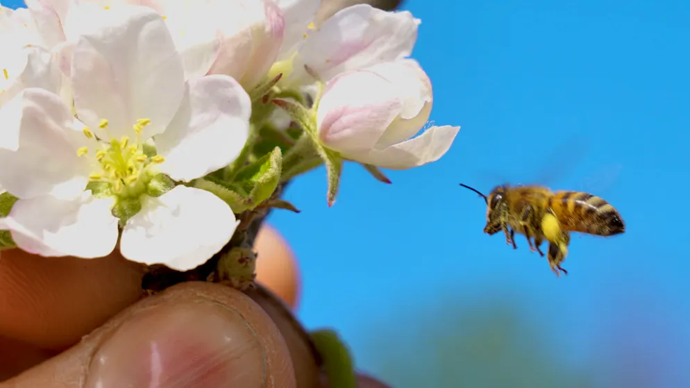 Der Profi erklärt. Mit diesen 5 Tipps hilfst du Bienen und Schmetterlingen