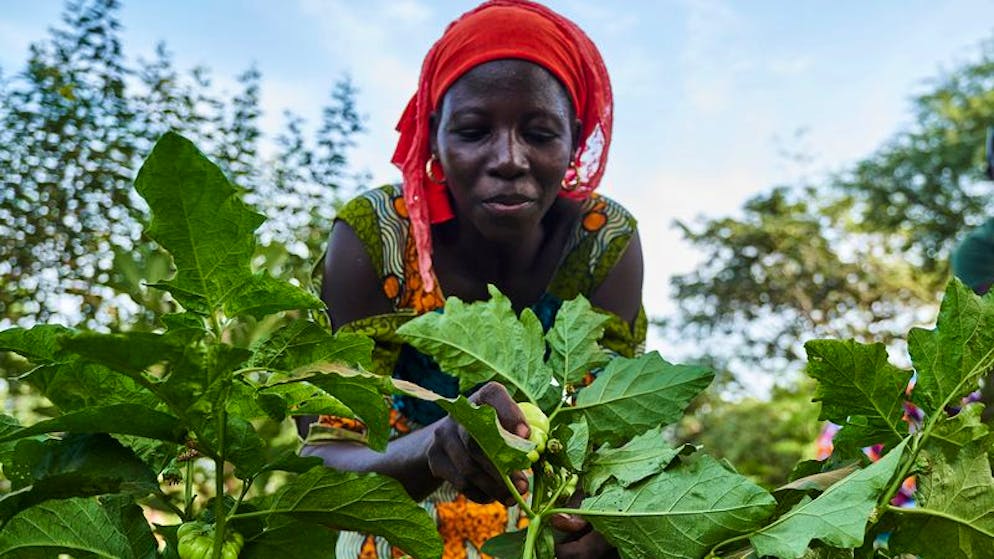 HANDOUT - 08.11.2018, Senegal, Kaffrine: Eine Landwirtin arbeitet auf dem Feld im Rahmen eines Waldgartenprojekts von Trees for the Future in Kaffrine, Senegal. Trees for the Future leitet, in Zusammenarbeit mit der Afrikanischen Union, Grüne-Mauer-Projekte im Senegal, Tschad, Mali und Gambia. (zu dpa «Aufbau der Grünen Mauer gegen Wüstenausbreitung kommt schlecht voran») Foto: Xaume Olleros/Trees for the Future/dpa - ACHTUNG: Nur zur redaktionellen Verwendung im Zusammenhang mit der aktuellen Berichterstattung und nur mit vollständiger Nennung des vorstehenden Credits +++ dpa-Bildfunk +++
